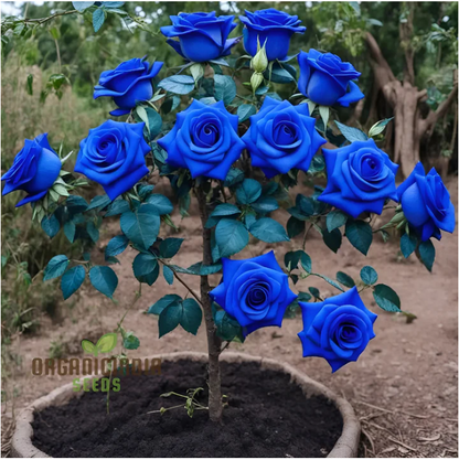 PREMIUM QUALITY IMPORTED💙BLUE ENCHANTRESS CLIMBING ROSE SEEDS🌹