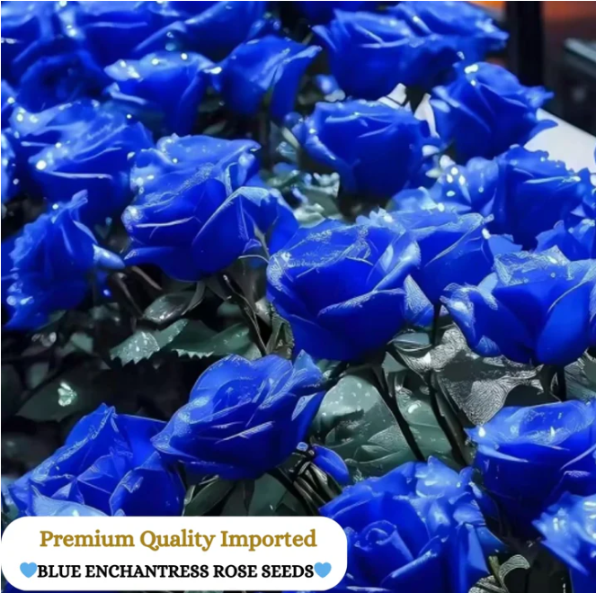 PREMIUM QUALITY IMPORTED💙BLUE ENCHANTRESS CLIMBING ROSE SEEDS🌹