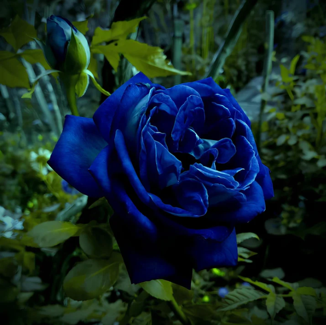 PREMIUM QUALITY IMPORTED💙BLUE ENCHANTRESS CLIMBING ROSE SEEDS🌹