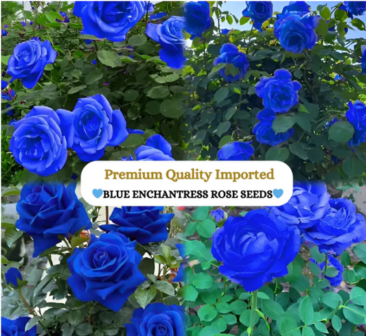 PREMIUM QUALITY IMPORTED💙BLUE ENCHANTRESS CLIMBING ROSE SEEDS🌹