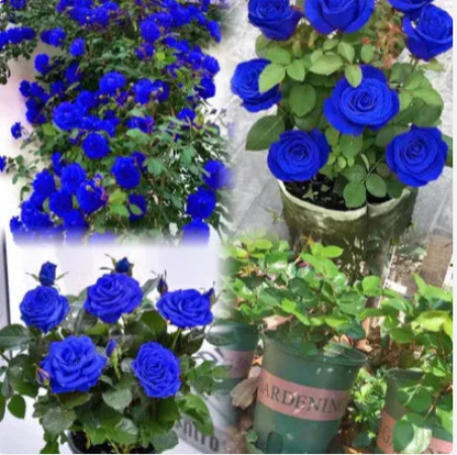 PREMIUM QUALITY IMPORTED💙BLUE ENCHANTRESS CLIMBING ROSE SEEDS🌹